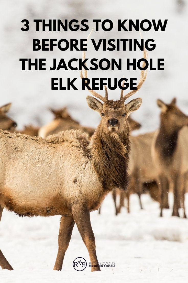 Text reads "3 Things to Know Before Visiting the Jackson Hole Elk Refuge."