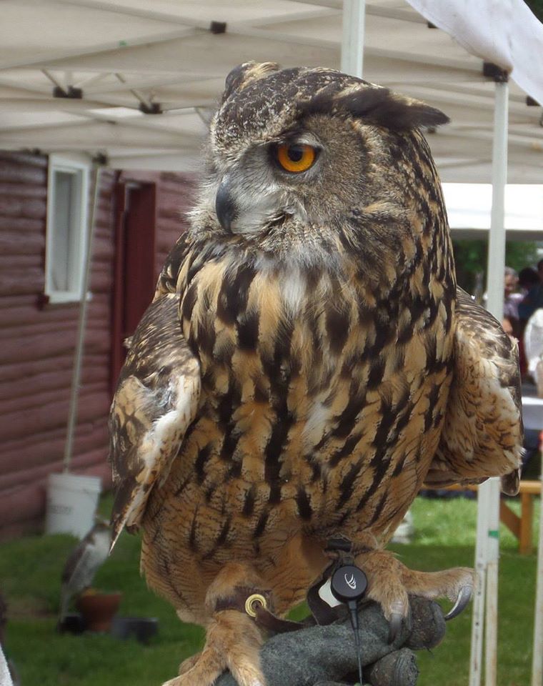 raptorfest jackson hole