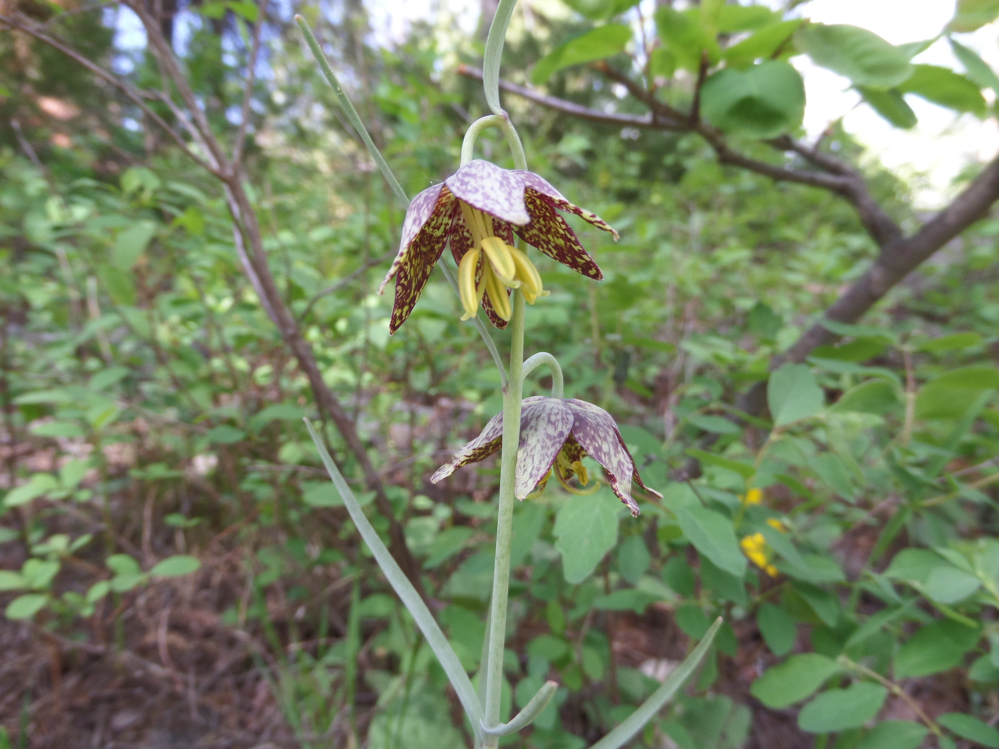 leopard lily