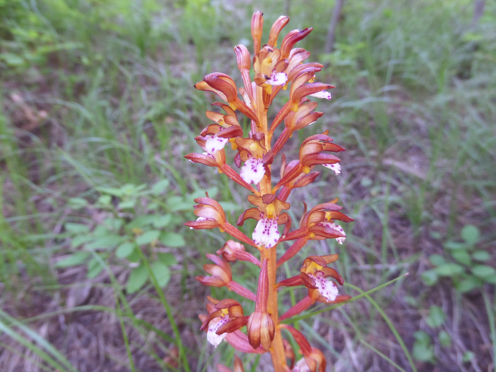 coral root orchid