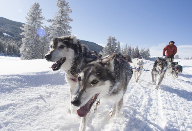 jackson hole iditarod sled dog