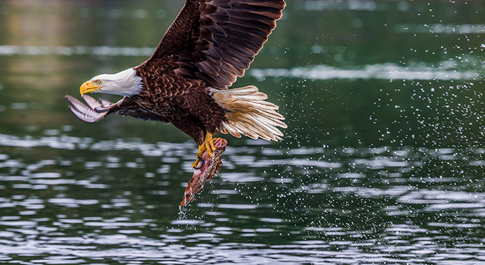 Wildlife Tours Jackson Hole