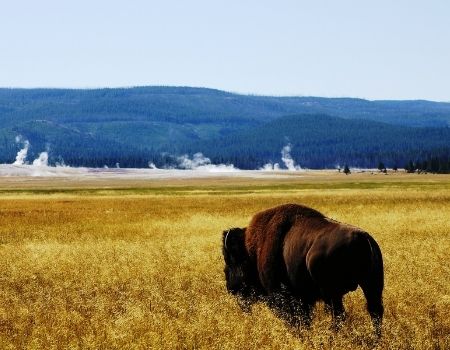 Buffalo in Yellowstone