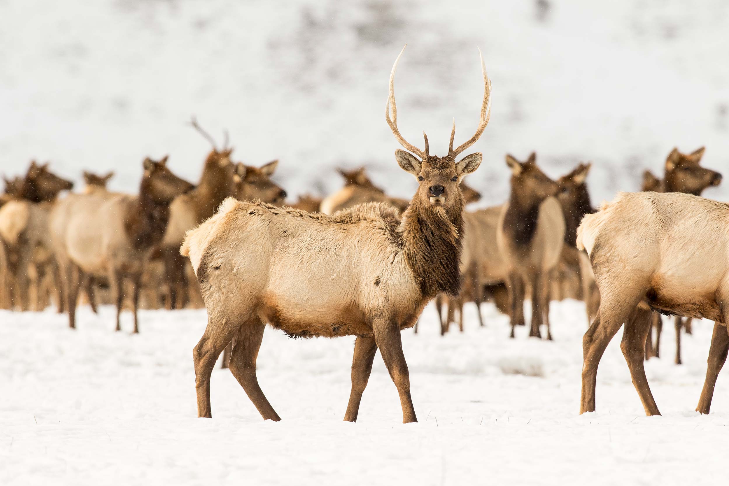 Elk Refuge